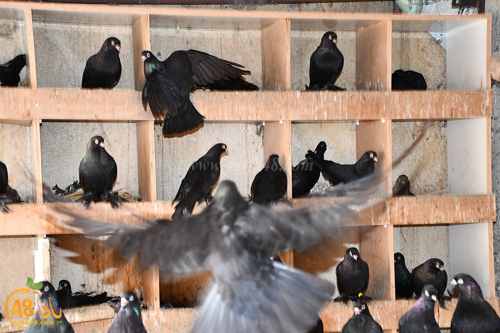 zohdi 3ashoor (101).jpeg